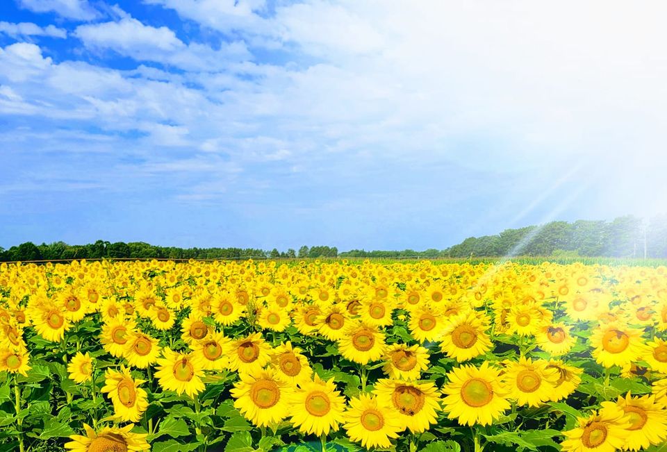 Blooming Sunflower Fields 
