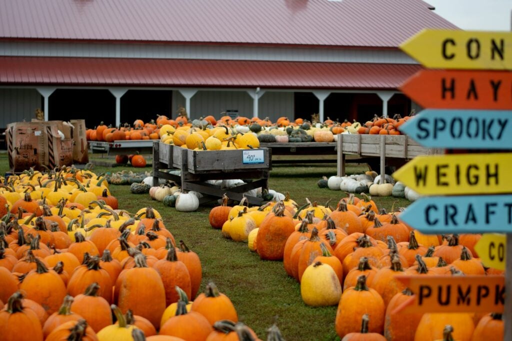 pumpkins on display at dehns pumpkin patch in dayton minnesota