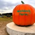 pumpkin display at waldoch farms in lino lakes minnesota
