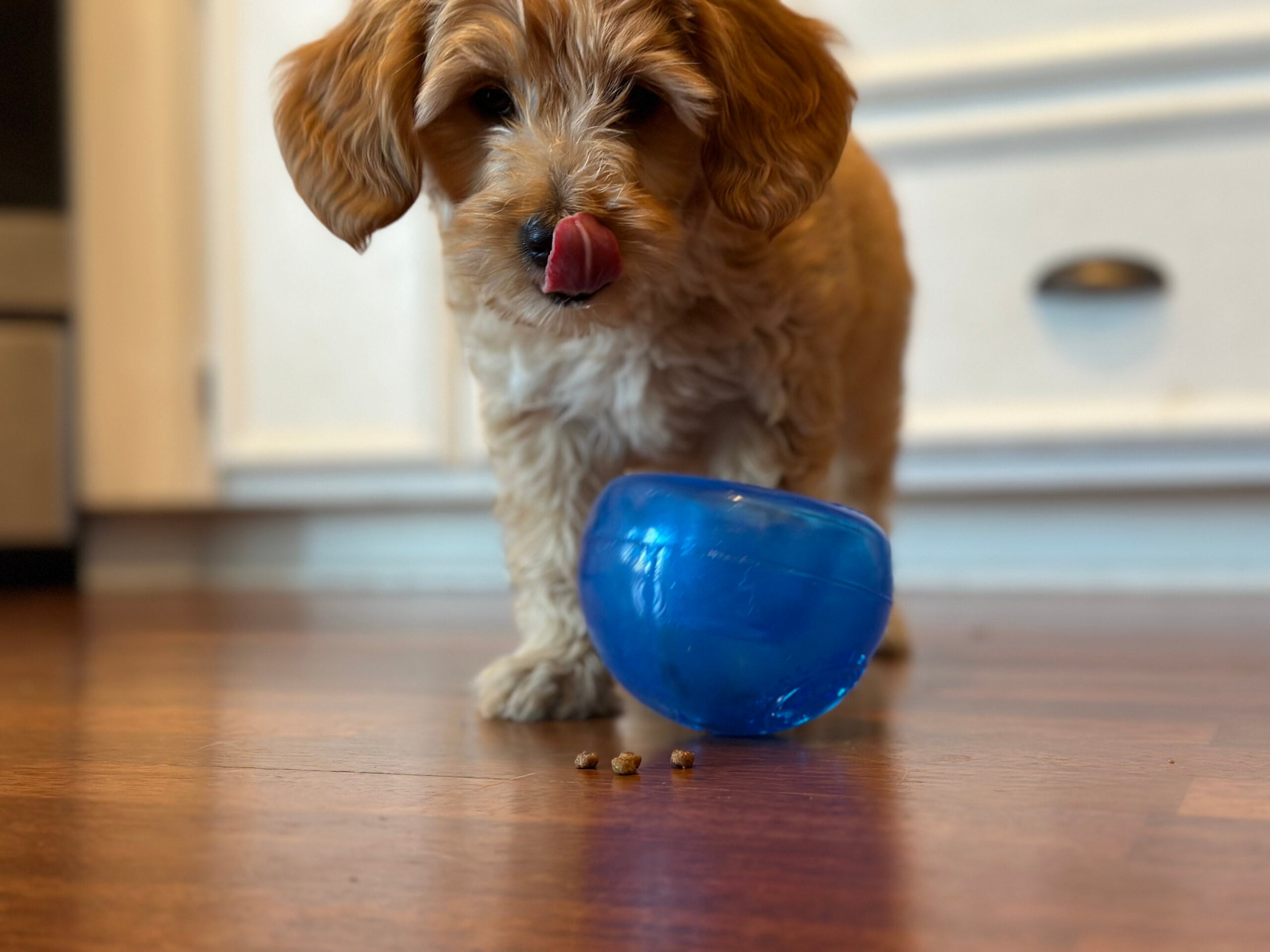 Five Benefits to Adding a Pet to your Family