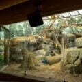 orangutans and monkey exhibit at Como Zoo in St Paul Minnesota