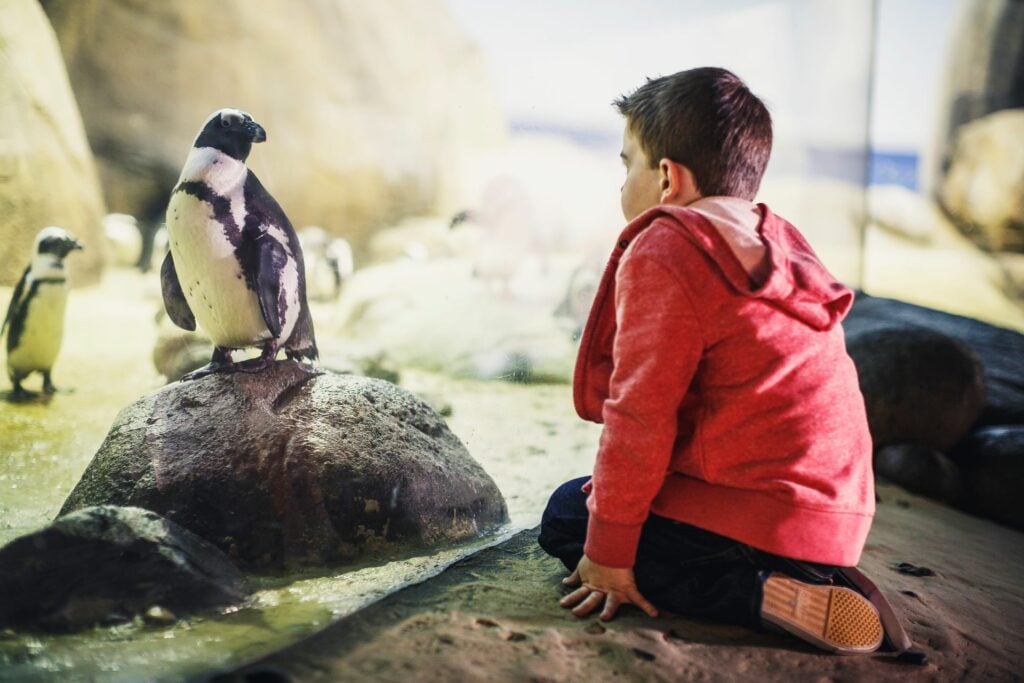 boy looking at penguin at zoo in minnesota