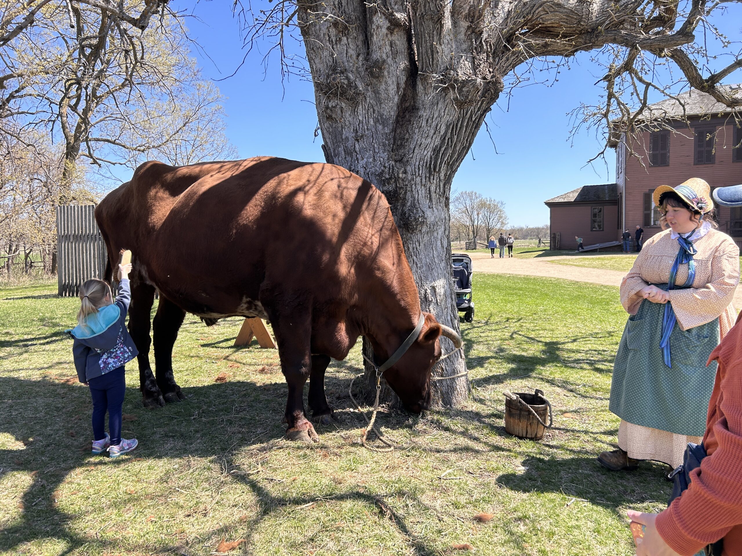 child brushing a large cow on the farm