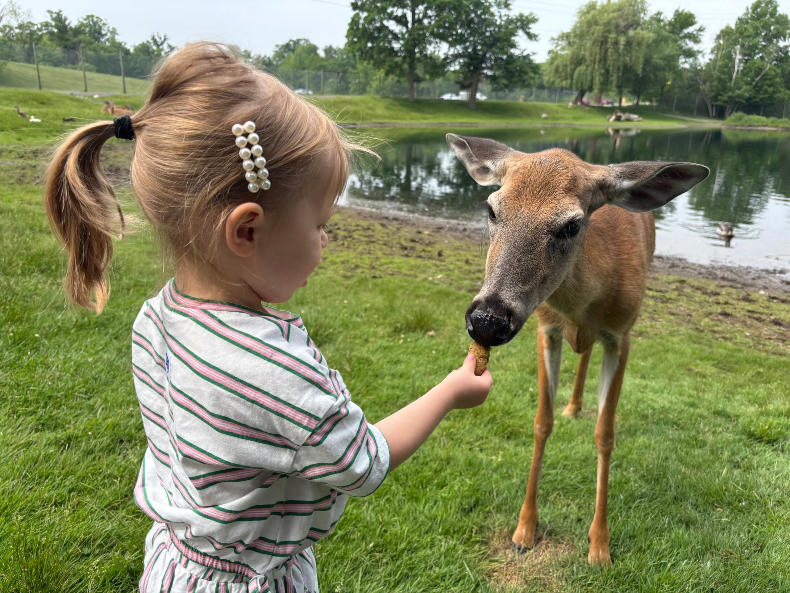 Fawn Doe Rosa Is the Cutest Animal Adventure – Don’t Miss It