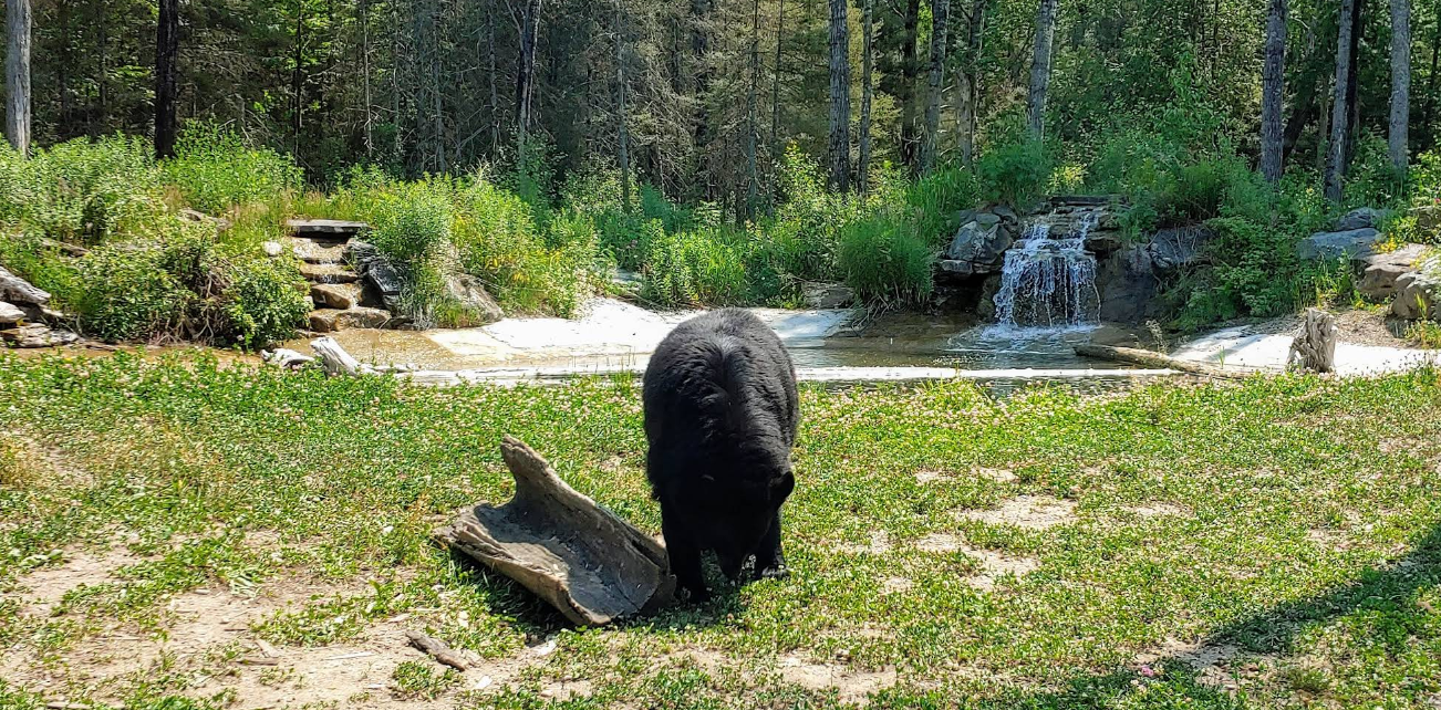 Go Wild! A Family Guide to the North American Bear Center
