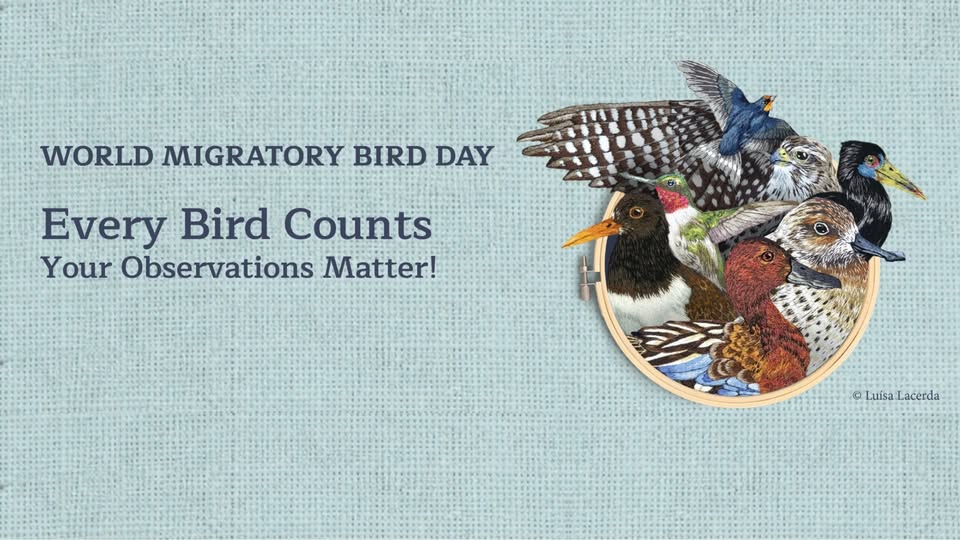 Twin Cities Bird Festival – Free