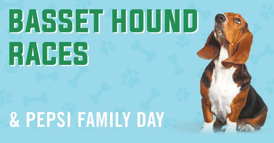 Basset Hound Races